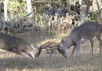 Deer image 2